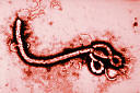 Вирус Ebola - ни жив, ни мертв от удивления...